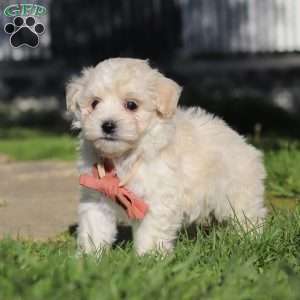 Elliot, Maltipoo Puppy